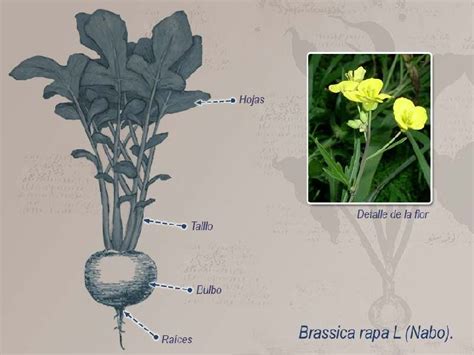 Ilustración botánica del nabo mostrando la raíz, las hojas (grelos) y los tallos florales.