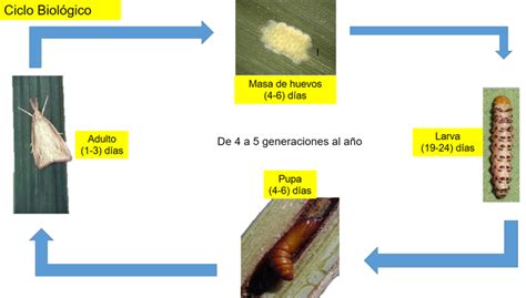 Esquema del ciclo de vida del barrenador del maíz: desde la puesta de huevos en el envés de las hojas hasta la etapa larval en el tallo