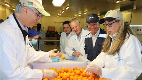 Inspección fitosanitaria de frutas en un centro de preembarque con personal del SAG y USDA