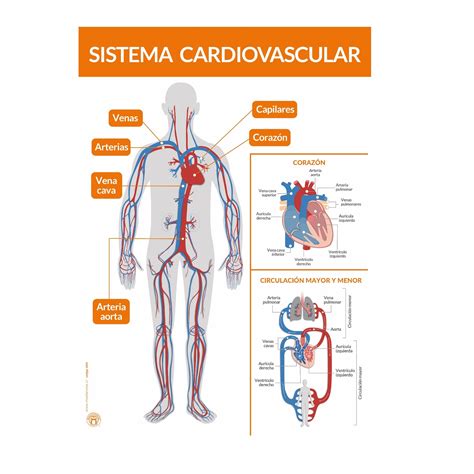 Diagrama de cómo el té verde protege el sistema cardiovascular