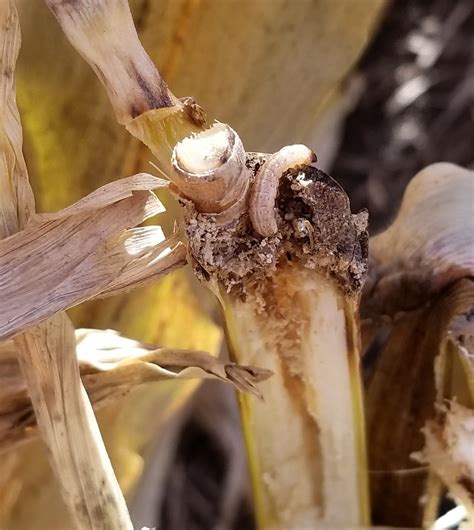 Una larva de BCE del último (quinto) estadio y su túnel en un tallo de maíz