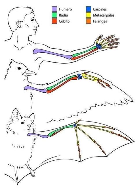 Infografía que muestra las diferencias morfológicas entre el jurel y otras especies similares, destacando su línea lateral marcada.