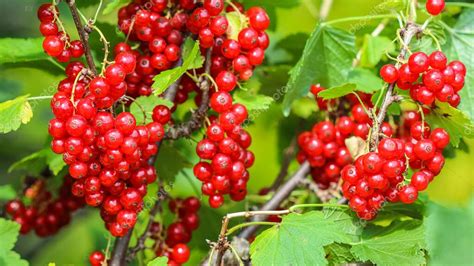 racimos de grosellas rojas en la planta