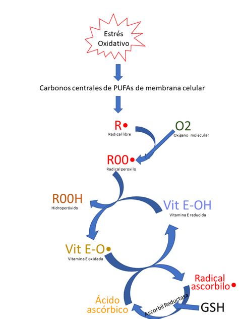 Esquema sobre el proceso de acción de los antioxidantes de la acelga en la regeneración celular de la piel.