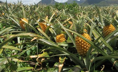 Ilustración histórica del cultivo de piña en Europa
