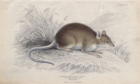 Ilustración de una rata de bambú china en su hábitat natural o en un plato