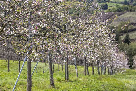 fotografía de una plantación de manzanos en Asturias