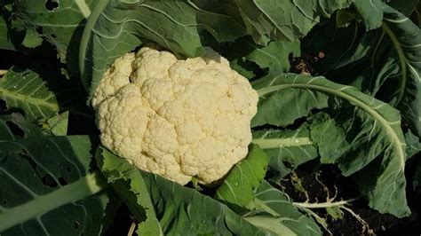 Pella de coliflor Nevada lista para la cosecha