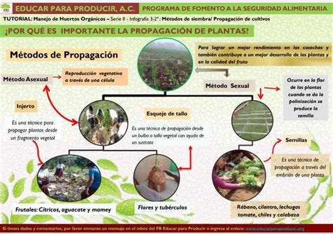 Diagrama de los diferentes métodos de propagación de la alcachofa
