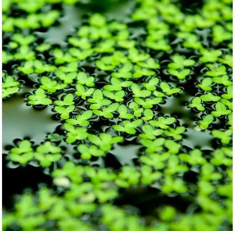 Fotografía macro de Lemna minor cubriendo la superficie de un acuario de agua dulce.