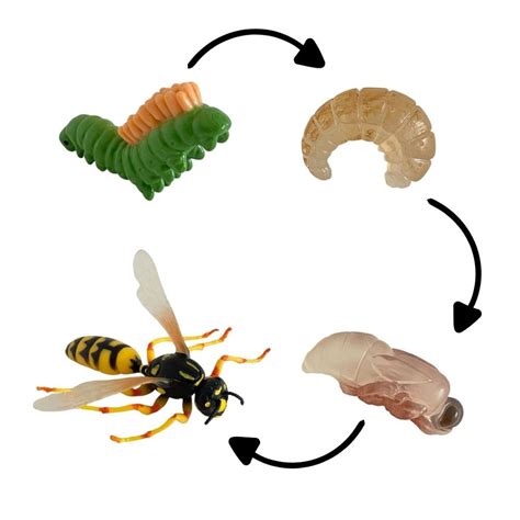 Esquema del ciclo vital de una avispa y su dependencia de las proteínas y azúcares según la estación.