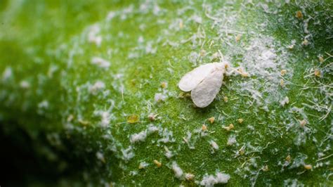 Infografía sobre la identificación de la mosca blanca y síntomas de marchitamiento foliar