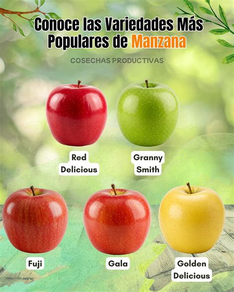 Imágenes comparativas de las variedades Fuji, Golden y Granny Smith.