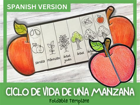 Diagrama del ciclo de vida de la manzana, desde la flor hasta la cosecha.