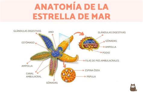 Infografía mostrando la anatomía simple y características de la estrella de mar humanoide