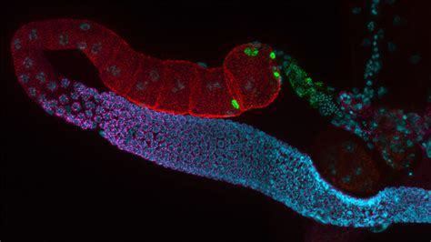 Microscopía de fluorescencia de mitocondrias en levaduras, destacando su morfología y distribución