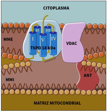 Esquema detallado del poro de transición de la permeabilidad mitocondrial (PTP) y sus componentes propuestos