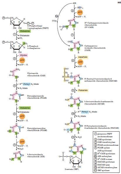 Diagrama comparativo del mecanismo de síntesis de nucleótidos en células sanas, células con disfunción mitocondrial y células tratadas con ScURA