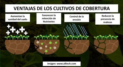 Esquema que muestra la preparación del terreno con cultivos de cobertura y el uso de lonas plásticas para solarización