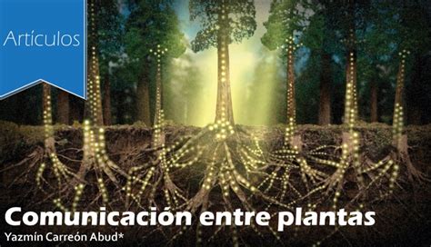 Esquema de las diferentes vías de comunicación química entre plantas: aérea (COVs) y subterránea (raíces, micorrizas).