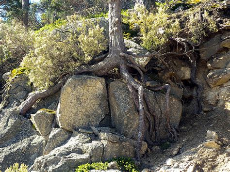 Imagen de raíces de árbol fracturando una roca, o una pared de edificio deteriorada por la acción de raíces.