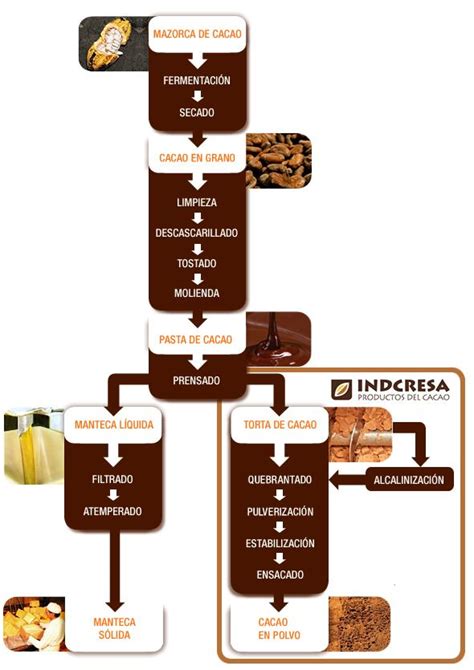 Infografía del proceso industrial: del tostado de granos a la obtención de manteca y polvo de cacao