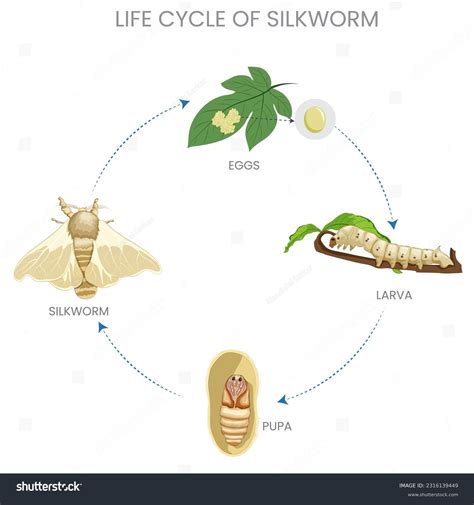 Esquema detallado que muestra las etapas del ciclo de vida (huevo, larva, pupa y adulto) de <em>Sitophilus zeamais</em> dentro de un grano de maíz.