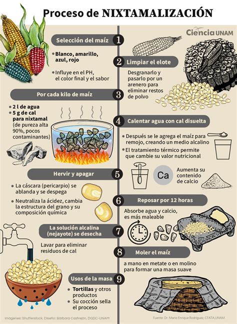 Ilustración del proceso de nixtamalización y uso del metate