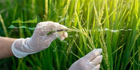 Infografía: Comparativa de rendimiento entre arroz híbrido y variedades tradicionales