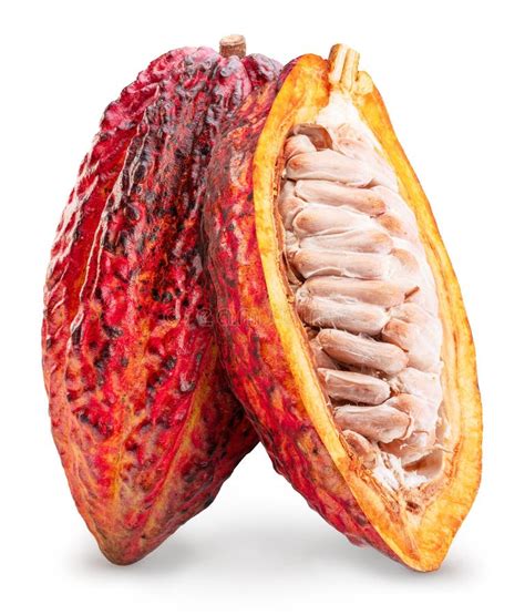 Temática foto de un grano de cacao abierto con manteca de cacao