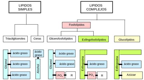 Esquema de las estructuras básicas de lípidos y su relación con el agua