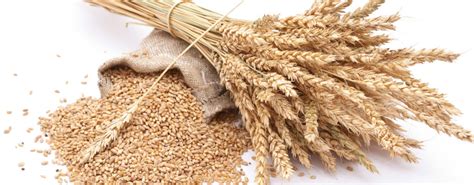 infografía comparativa entre sémola de trigo duro y harina de trigo blando, mostrando el tamaño de partícula y las partes del grano utilizadas