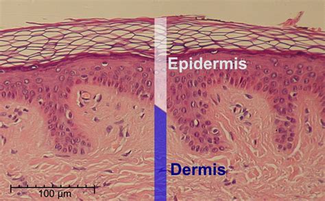 Esquema detallado que muestra la diferencia entre la capa de la epidermis y la dermis, donde se deposita la tinta durante el tatuaje.