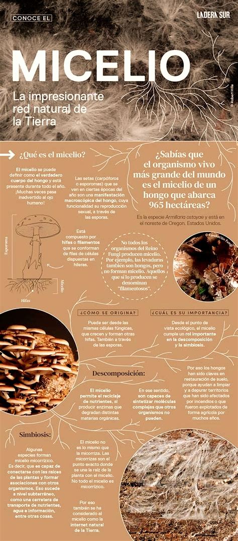 Infografía paso a paso: preparación del sustrato, siembra del micelio, incubación y técnica de recolección por torsión