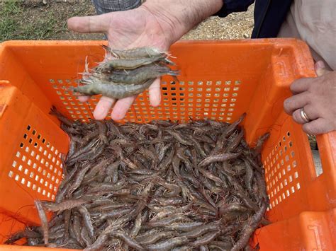 Foto: Camarones recién pescados en una granja de Taura.