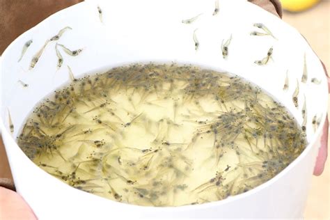Esquema: Los camarones pueden producir miles o hasta decenas de miles de larvas en una sola puesta.