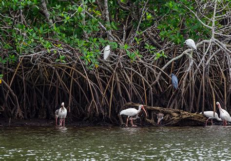 Foto: Los manglares como fuente de sustento para pescadores y cangrejeros.