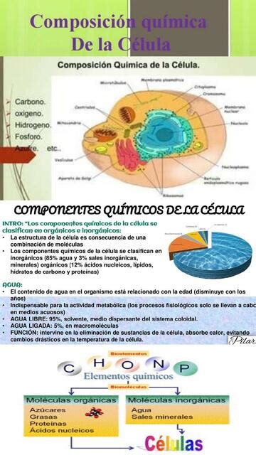 Infografía detallando la composición química y el proceso de elaboración de la 