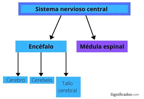 Ilustración médica mostrando los efectos de la 