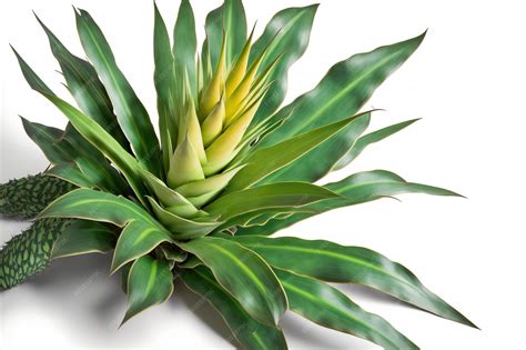 Primer plano de las hojas de una piña verde y saludable