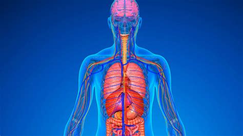Esquema de un cuerpo humano con flechas indicando los beneficios de los nutrientes en diferentes órganos (corazón, intestino, piel).
