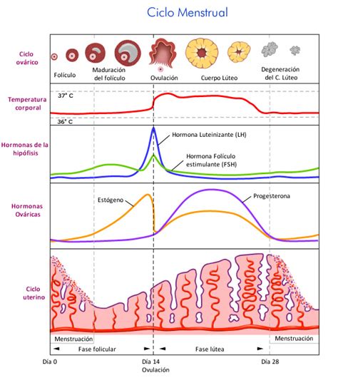 Esquema del ciclo menstrual y las fluctuaciones hormonales