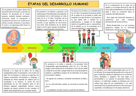 Infografía: Etapas del desarrollo mamario femenino