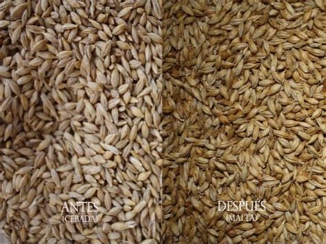 Ilustración detallada de los pasos del malteado de cebada en casa