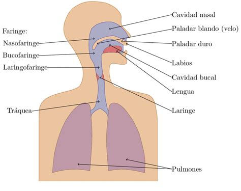 Esquema de los órganos implicados en la fonación y el aparato respiratorio