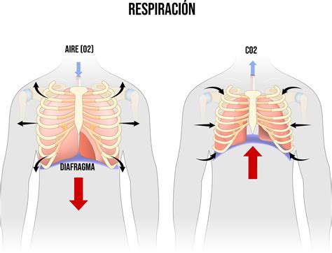 Infografía comparativa: respiración costal vs respiración diafragmática