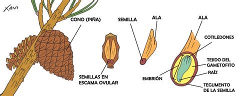 Esquema de una piña de pino detallando sus escamas y semillas
