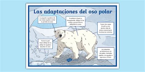 Detalle del proceso de modelado de las diferentes partes del oso polar.
