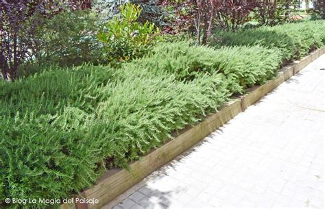 Foto de romero rastrero cubriendo un borde de jardín o una maceta colgante.