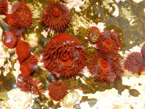 Esquema de la clasificación taxonómica de Phymactis papillosa dentro del filo Cnidaria
